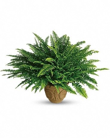 Teleflora's Heartwarming Thoughts Boston Fern Bouquet