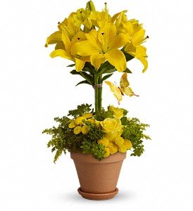 Yellow Fellow in Reading PA, Heck Bros Florist